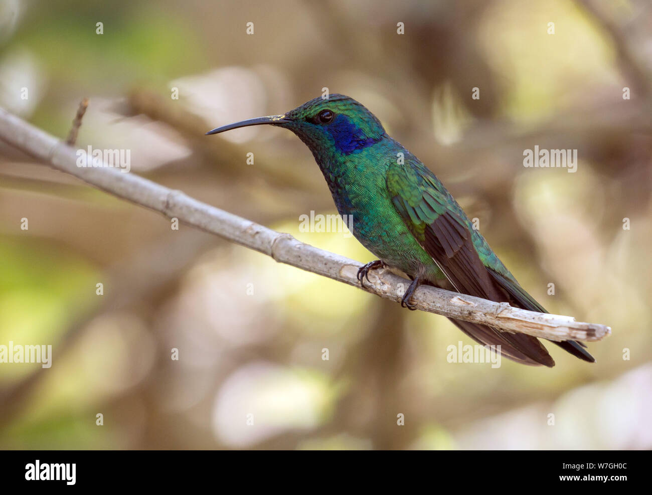 Gros plan du moindre Violet-ear hummingbird perching sur une branche,Panama.nom scientifique de cet oiseau est cyanotus Colibri. Banque D'Images