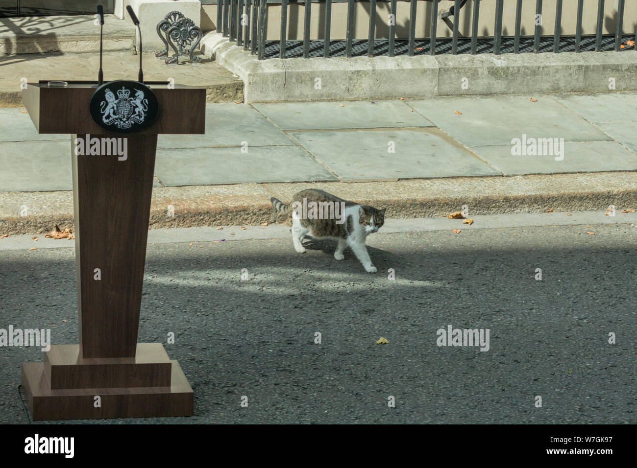 Larry le chat de Downing Street, chef Mouser à n° 10, passe devant un pupitre, une tribune à l'extérieur de l'entrée Banque D'Images