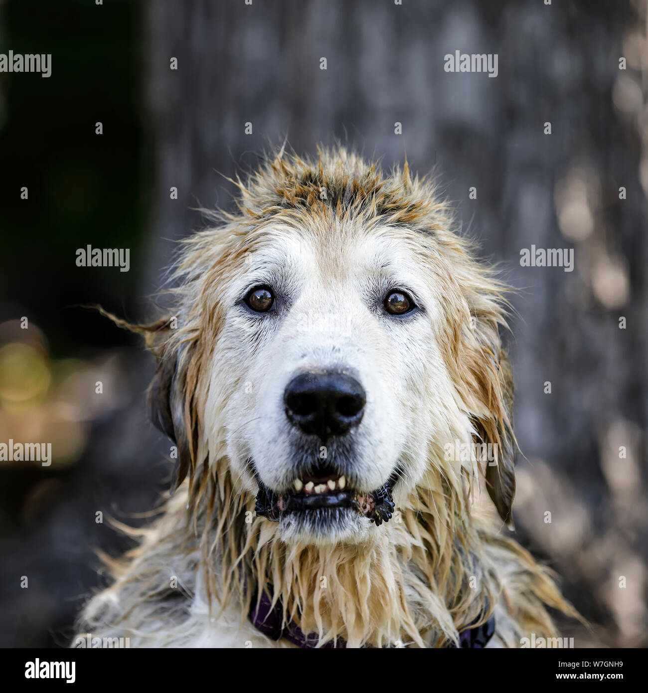 Chien mouillé après son doggy baignoire, Manitoba, Canada. Banque D'Images