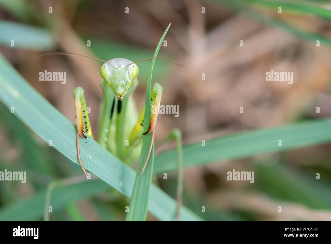 Fermer la vue de vert femme Mantis religiosa mante religieuse looking at camera, greeen fond d'herbe. Banque D'Images