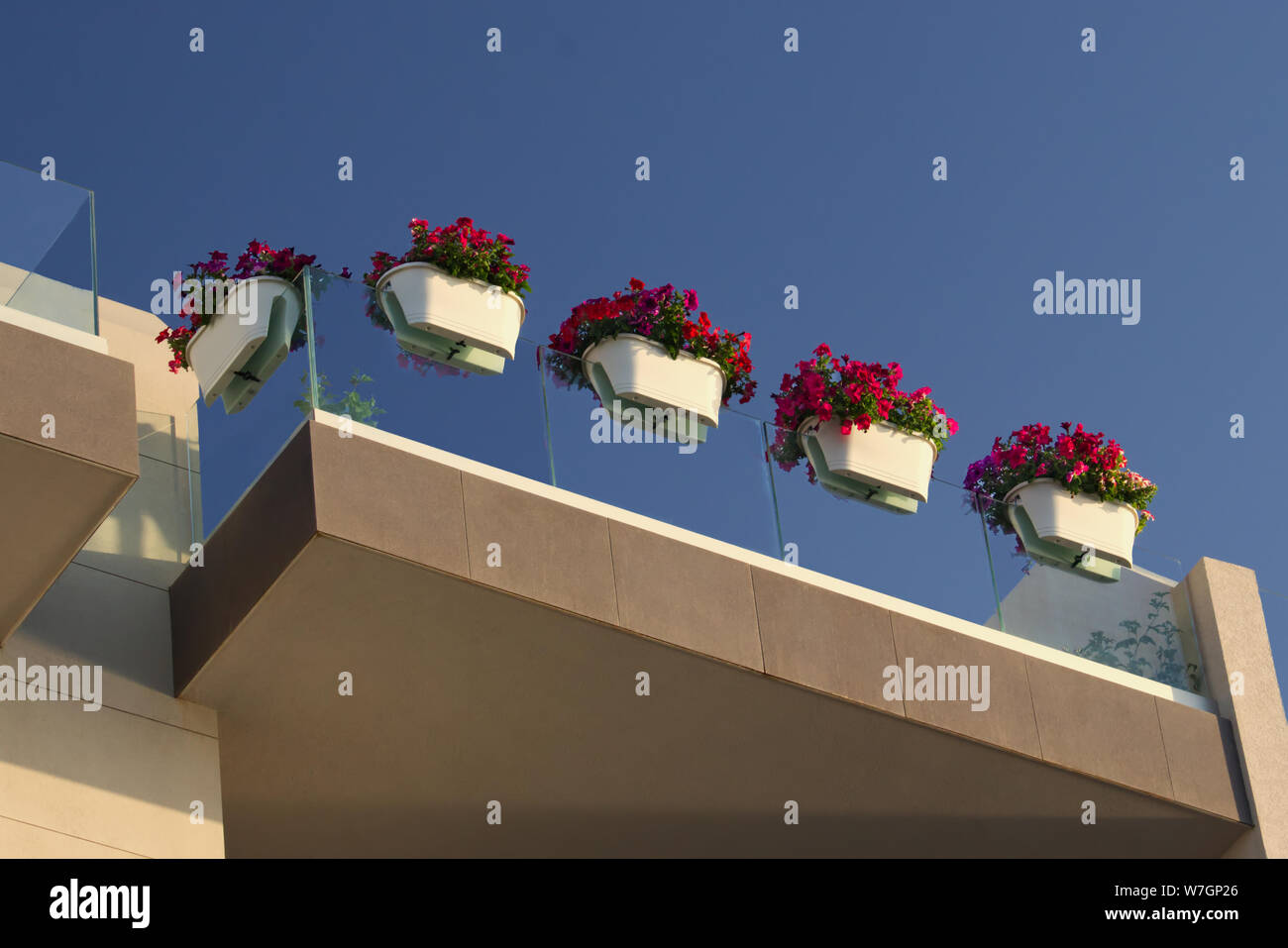 Géraniums dans des jardinières suspendues sur une face en verre balcon vue du dessous Banque D'Images