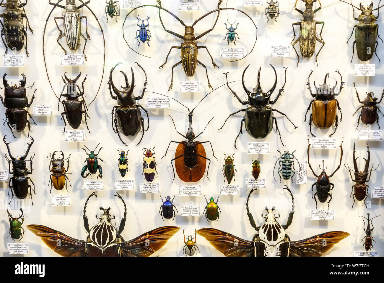 Moscou, Russie - 12 mars 2019 : Collection d'insectes naturel séché dans le jardin d'apothicaire. Ensemble de broches en biologie des insectes du musée. Zoologie background Banque D'Images