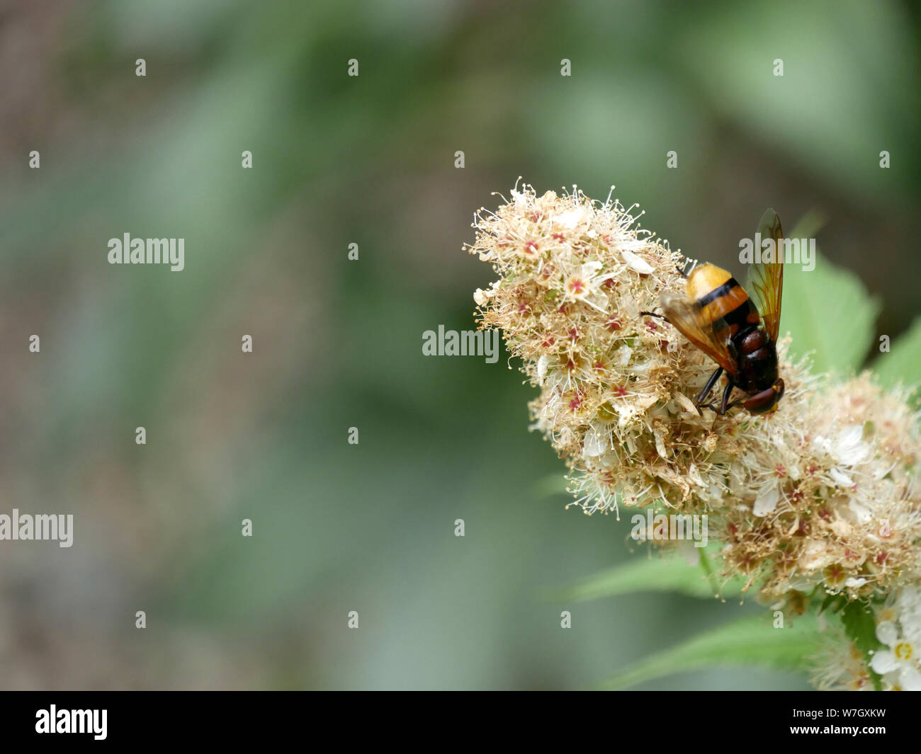 Hornet - Volucella Zonaria hoverfly imiter dans le jardin à Notting Hill, Londres, Royaume-Uni. Banque D'Images