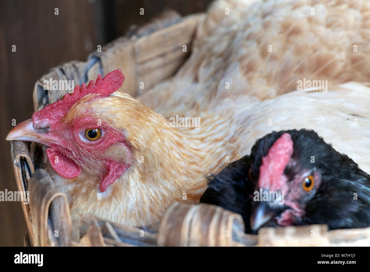 Poulet dans le nid : blanc et noir sont en ponte des poules en bonne santé Banque D'Images