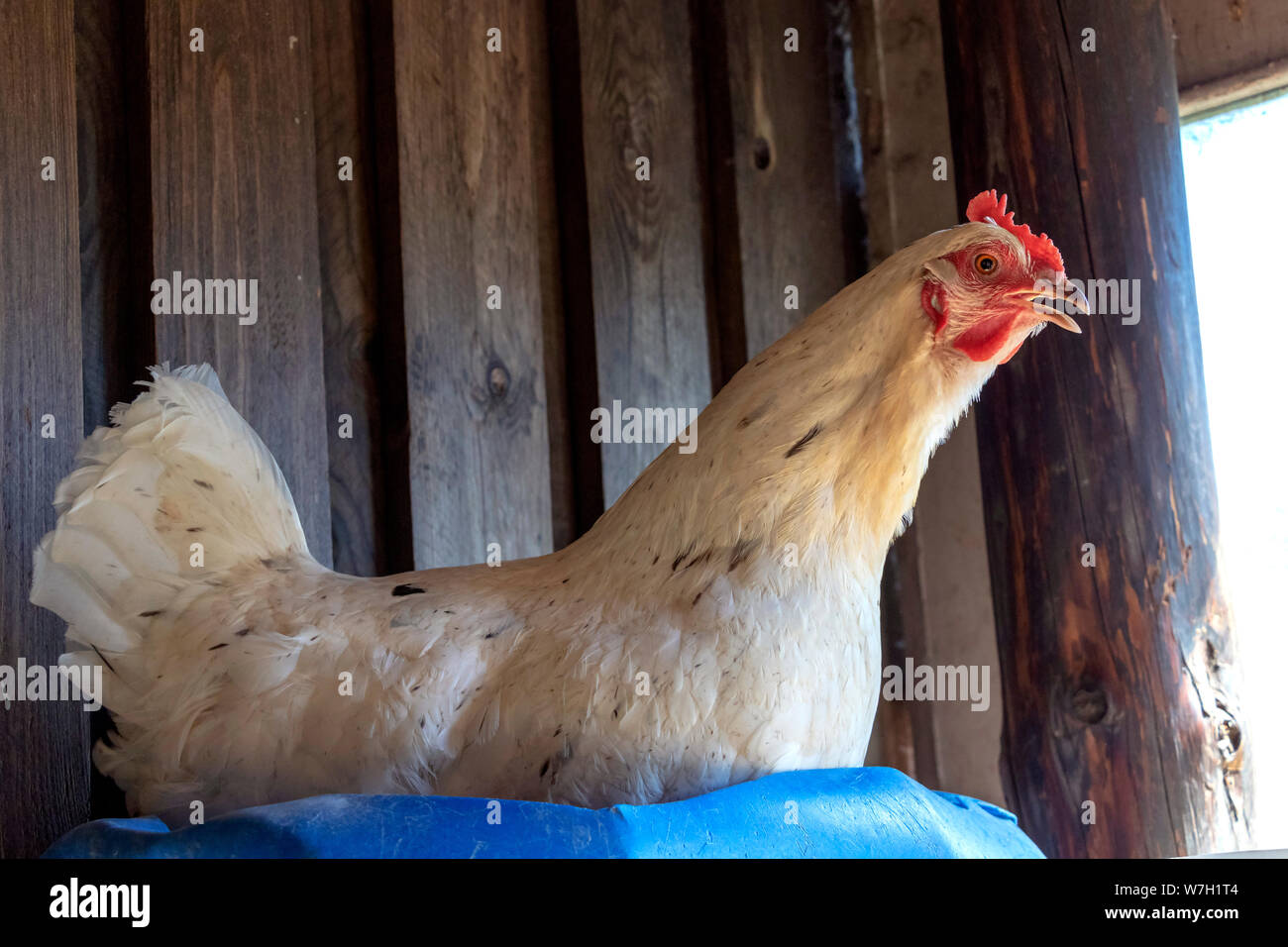 Poulet dans le nid : blanc et noir sont en ponte des poules en bonne santé Banque D'Images