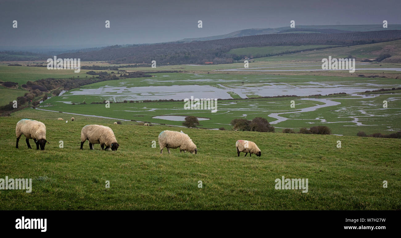 Cuckmere Valley, moutons, Exceat Banque D'Images