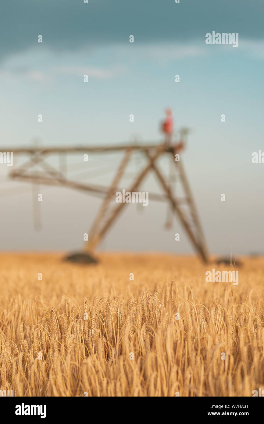 L'irrigation agricole avec des machines automatisées de sprinkleurs mûres cultivées champ d'orge pour l'arrosage des cultures Banque D'Images