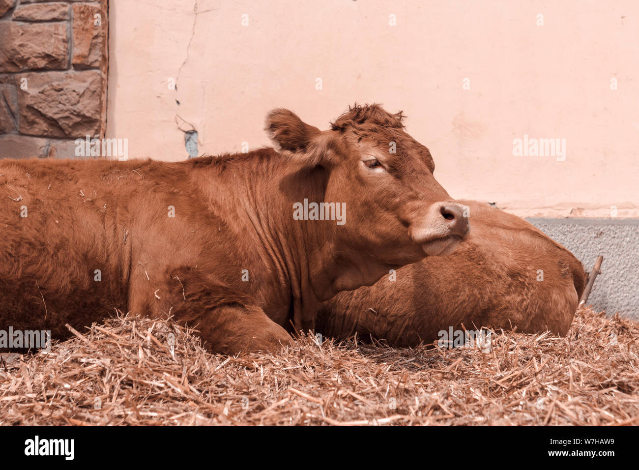Red holstein vache frisonne sur la ferme laitière de l'élevage, les animaux d'élevage Banque D'Images