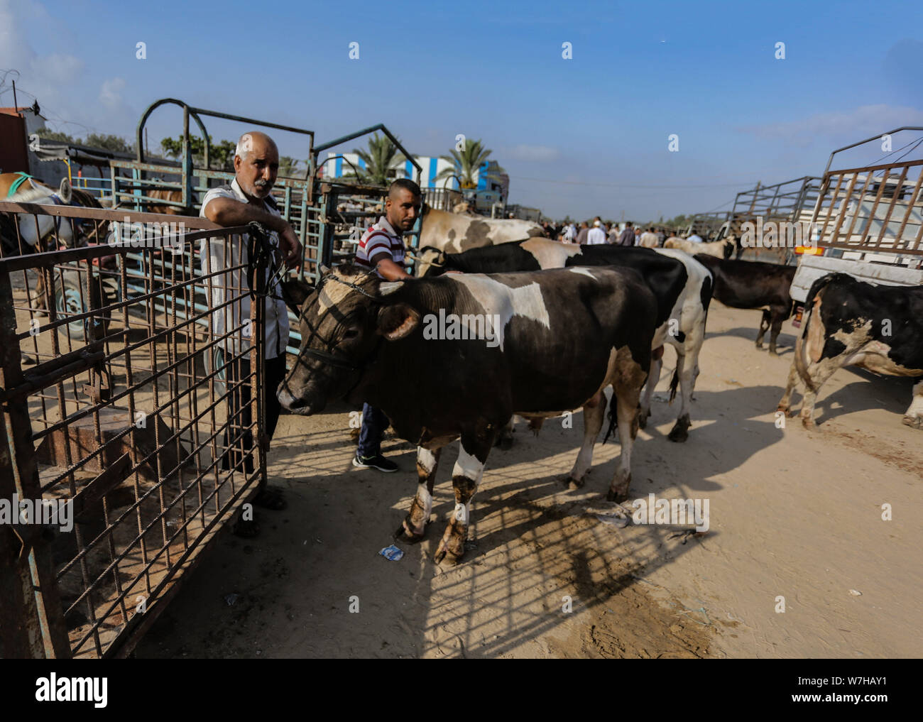 Le camp de Bureij, Gaza, Palestine. 5 Août, 2019. Un Palestinien se trouve à côté de vaches à une boutique de cadeaux dans le camp de réfugiés de al-Bureij. Credit : Yousef Masoud SOPA/Images/ZUMA/Alamy Fil Live News Banque D'Images