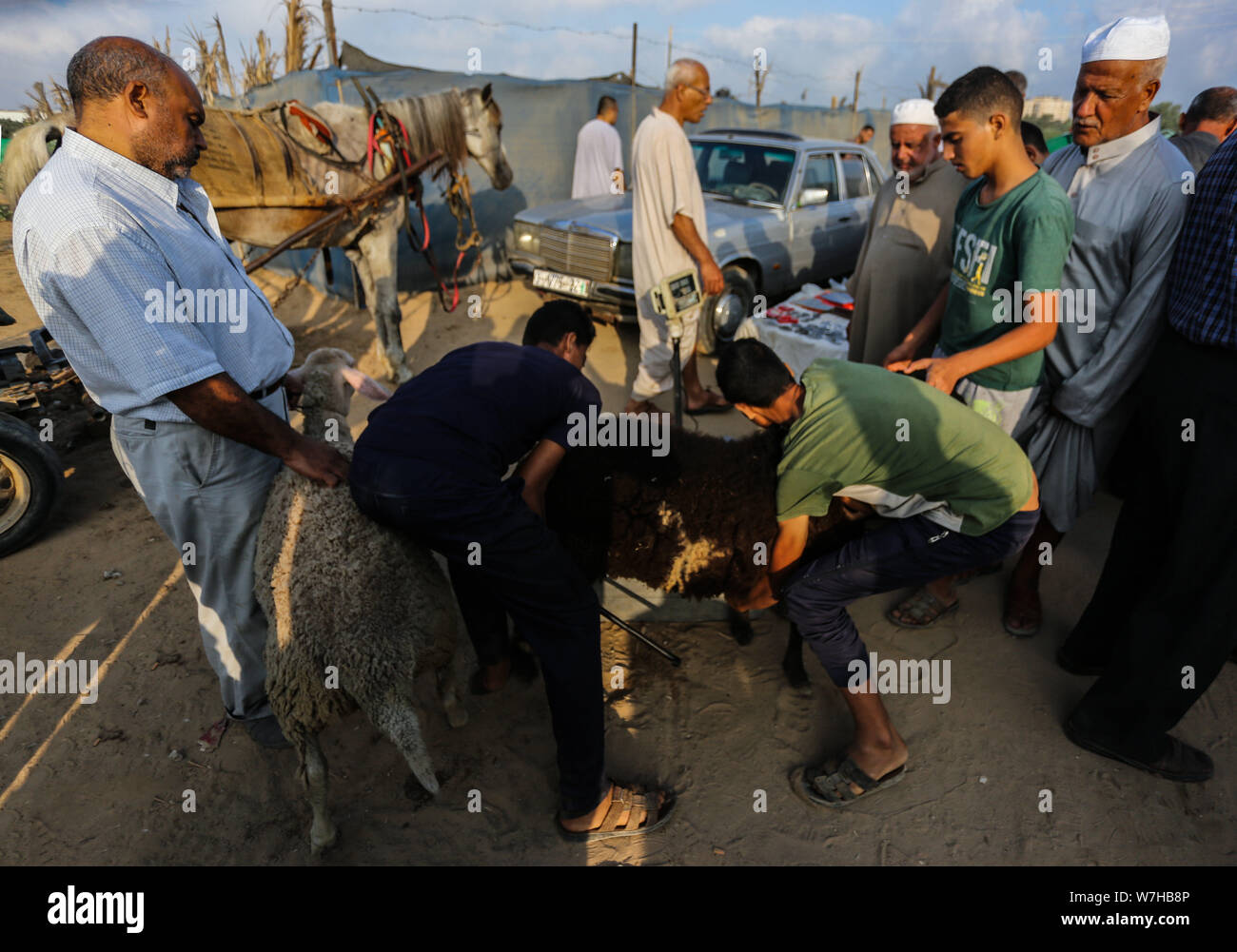 Le camp de Bureij, Gaza, Palestine. 5 Août, 2019. Palestiniens peser les moutons dans une boutique de cadeaux à l'al-Bureij camp de réfugiés. Credit : Yousef Masoud SOPA/Images/ZUMA/Alamy Fil Live News Banque D'Images