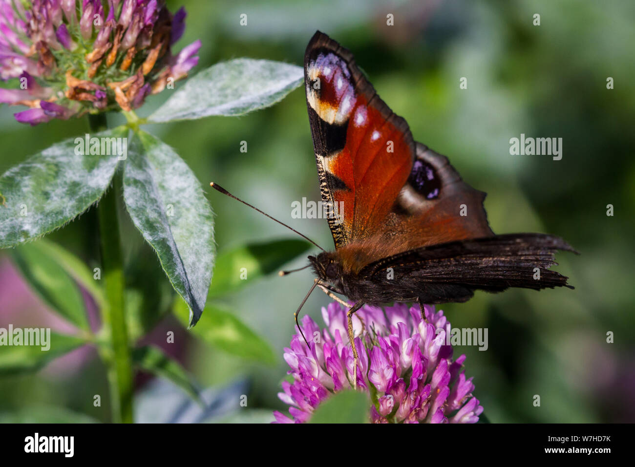 Lepidoptera Aglais io (peacock butterfly Schmetterling / Tagpfauenauge) Banque D'Images