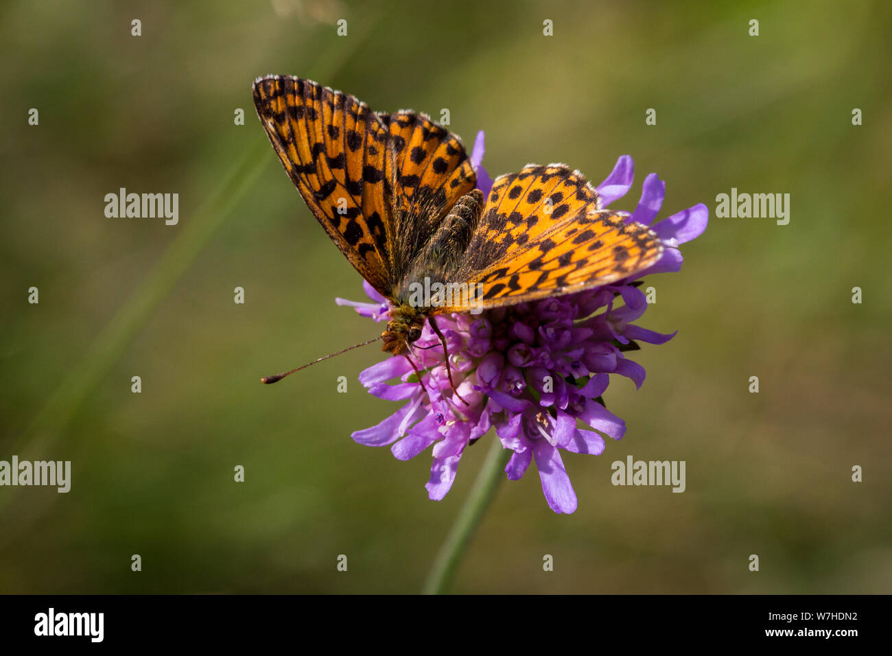 Lepidoptera Boloria selene (petite perle-bordé fritillary butterfly Schmetterling / Braunfleckiger Perlmutterfalter) Banque D'Images