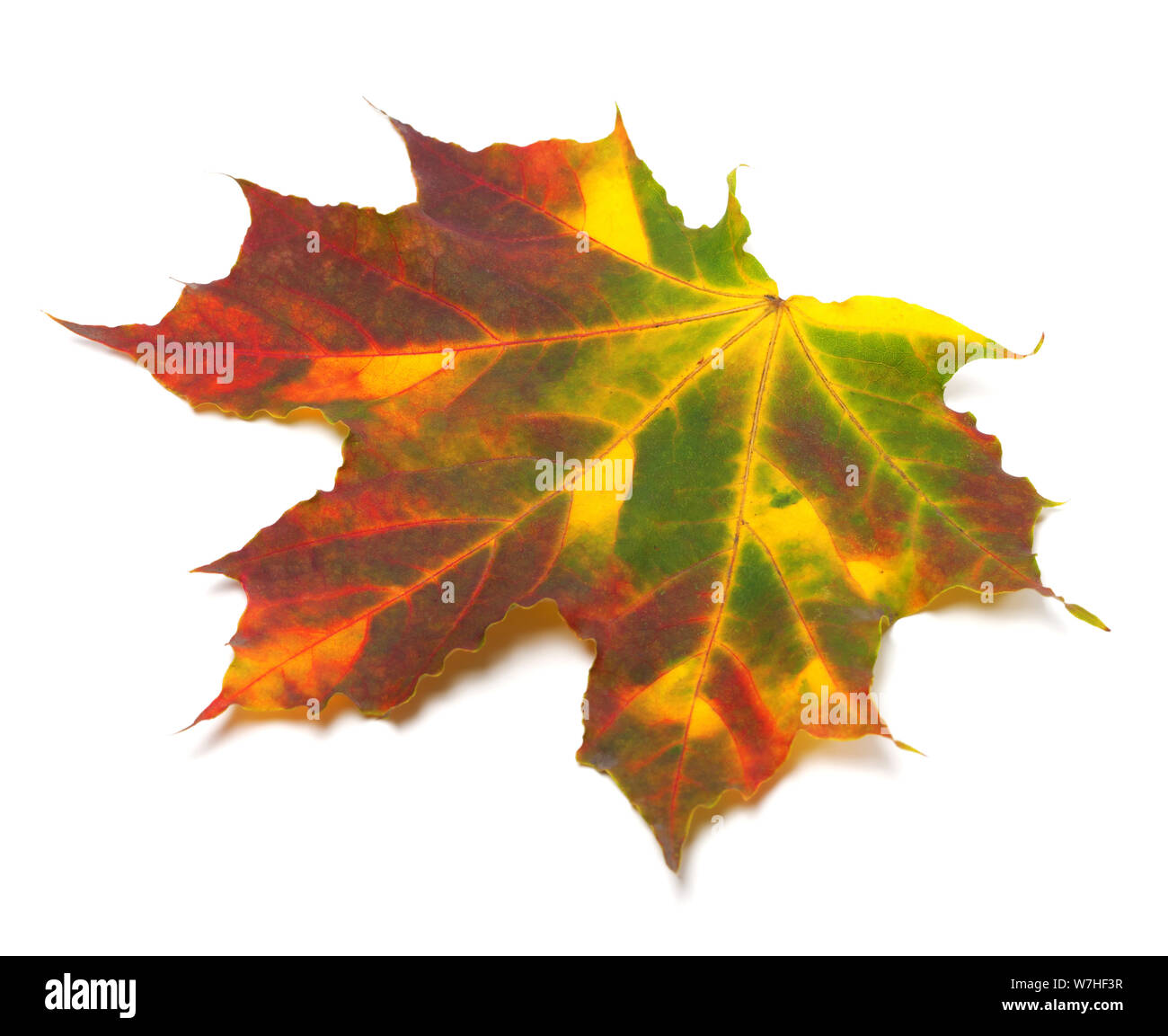 Feuille d'érable d'automne multicolore. Isolé sur fond blanc. Banque D'Images