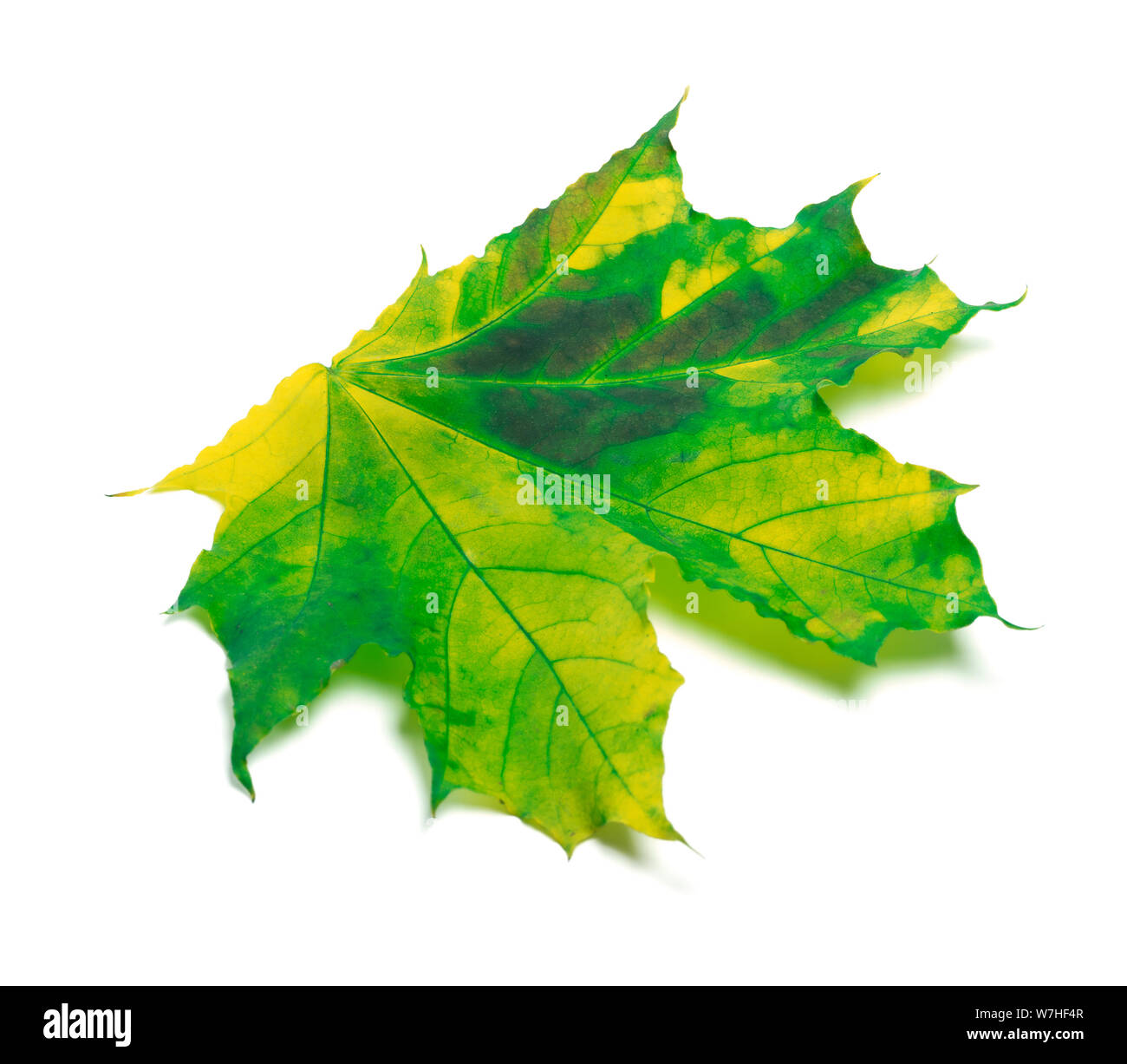 Feuille d'érable jaunies. Isolé sur fond blanc Banque D'Images