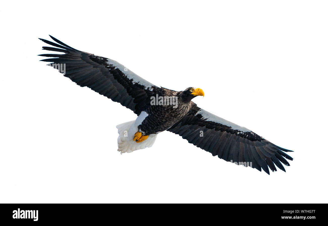 L'aigle de mer de Steller adultes en vol. Vue de face. Nom scientifique : Haliaeetus pelagicus. Isolé sur fond blanc. Banque D'Images