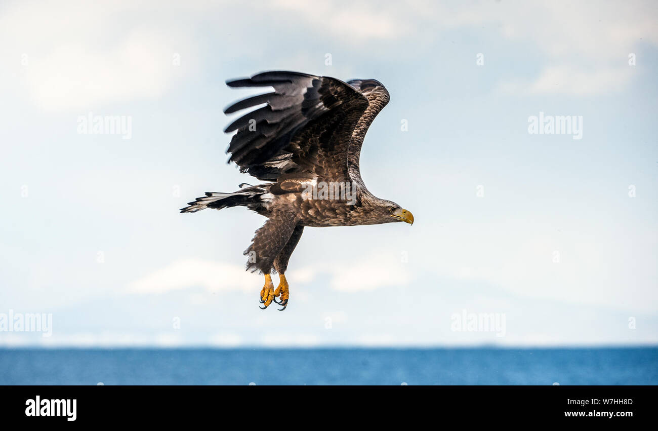 L'aigle de mer à queue blanc juvénile en vol. Saison d'hiver. Nom scientifique : Haliaeetus albicilla, également connu sous le nom de l'ern, erne, gray eagle, le cerf Banque D'Images