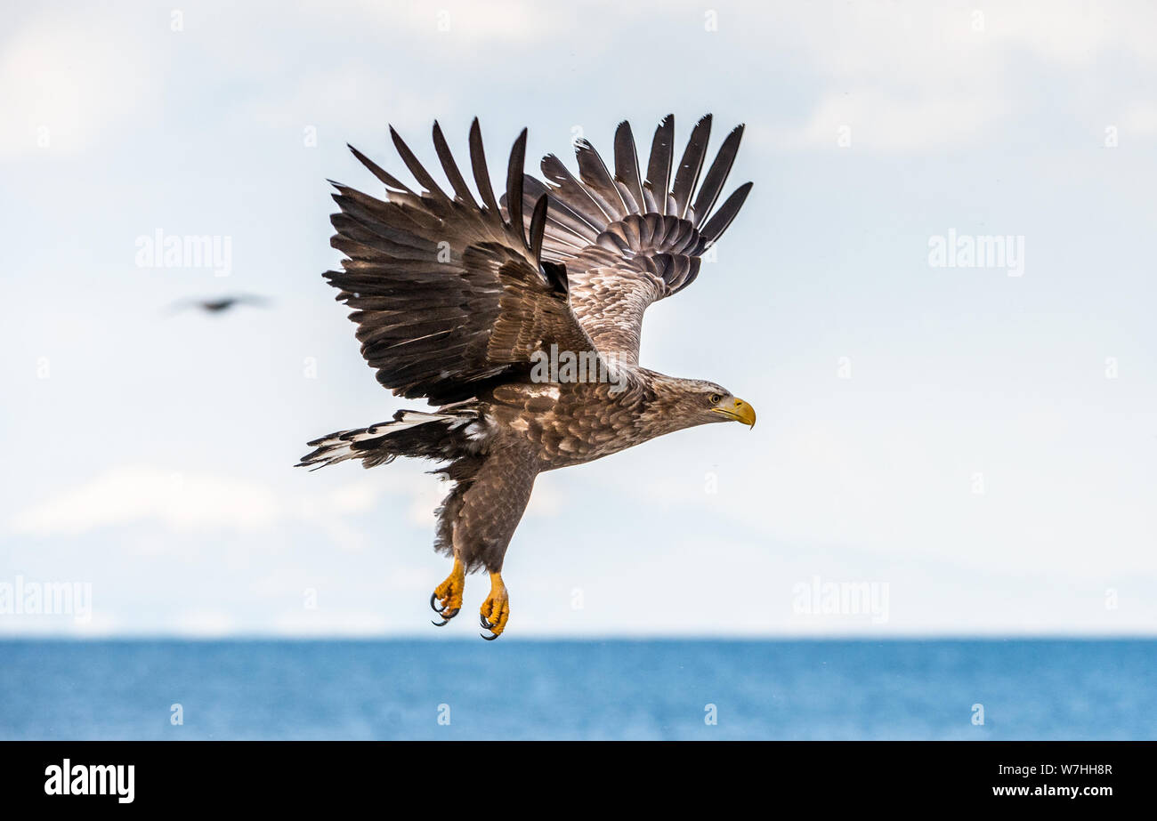 L'aigle de mer à queue blanc juvénile en vol. Saison d'hiver. Nom scientifique : Haliaeetus albicilla, également connu sous le nom de l'ern, erne, gray eagle, le cerf Banque D'Images