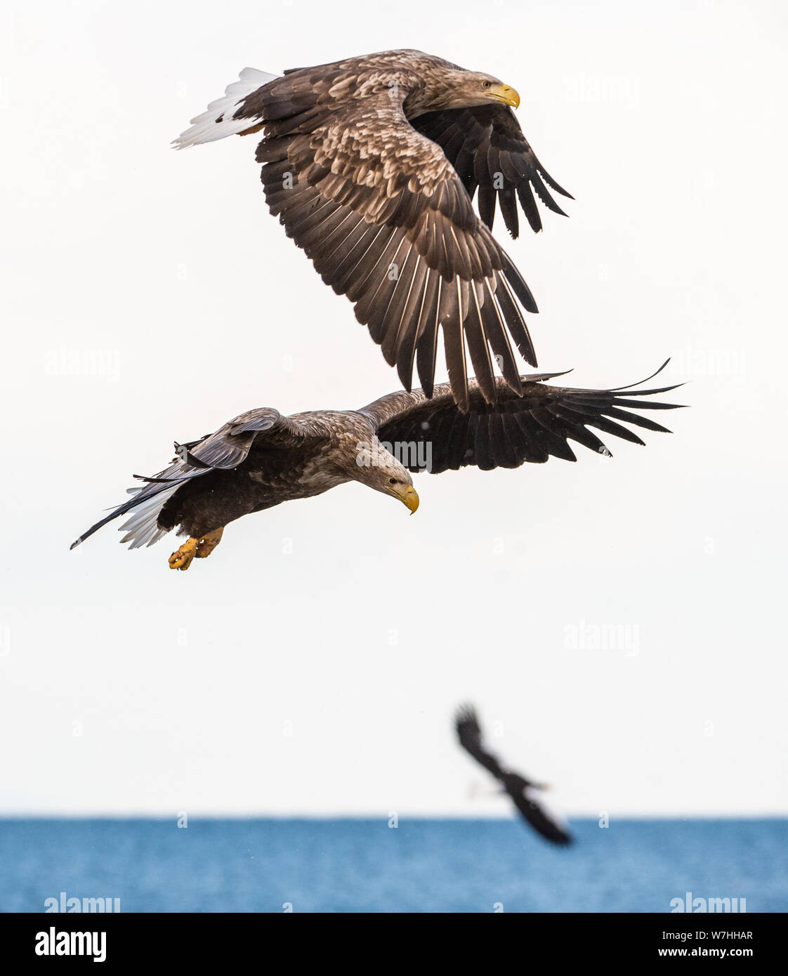 Des pygargues à queue blanche en vol. Nom scientifique : Haliaeetus albicilla, également connu sous le nom de l'ern, erne, gray eagle, l'aigle de mer et blanc-taile Banque D'Images