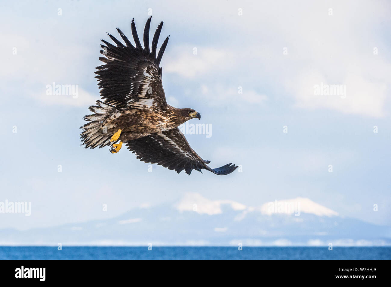 L'aigle de mer à queue blanc juvénile en vol. Saison d'hiver. Nom scientifique : Haliaeetus albicilla, également connu sous le nom de l'ern, erne, gray eagle, le cerf Banque D'Images