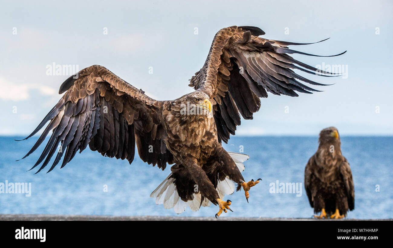 Pygargue à queue blanche se propager des ailes. Nom scientifique : Haliaeetus albicilla, également connu sous le nom de l'ern, erne, gray eagle, l'aigle de mer et blanc Banque D'Images