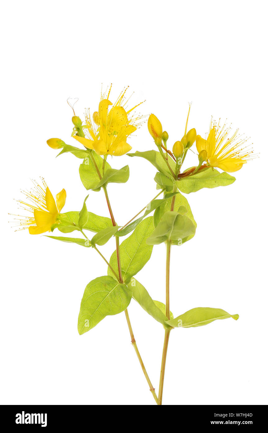 Perforer à St John's wort, Hypericum perforatum, fleurs et feuillages contre white Banque D'Images