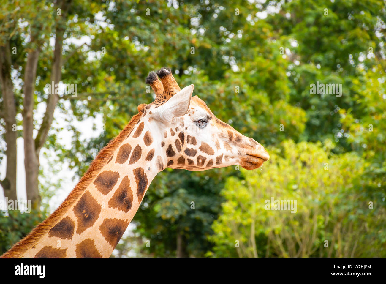 Vue latérale de la tête de girafe africaine dans l'avant de l'arrière-plan de l'arbre vert. Banque D'Images