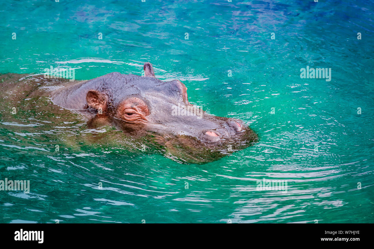 Hippo ou l'Hippopotame dans l'eau. Banque D'Images