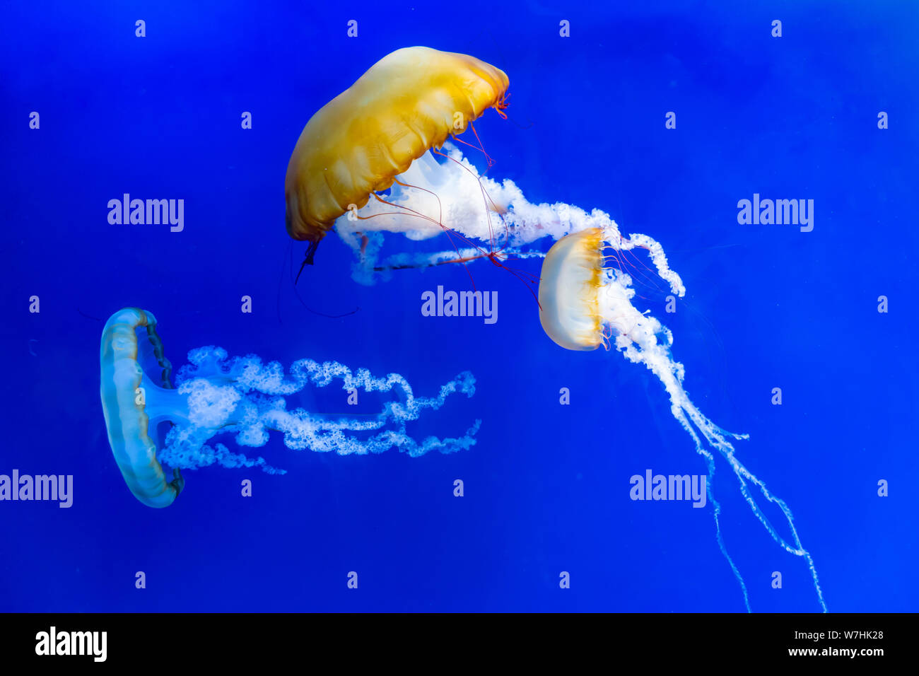 Les méduses sur fond bleu. Chrysaora Pacifica méduses. Mer du Japon d'orties. Banque D'Images
