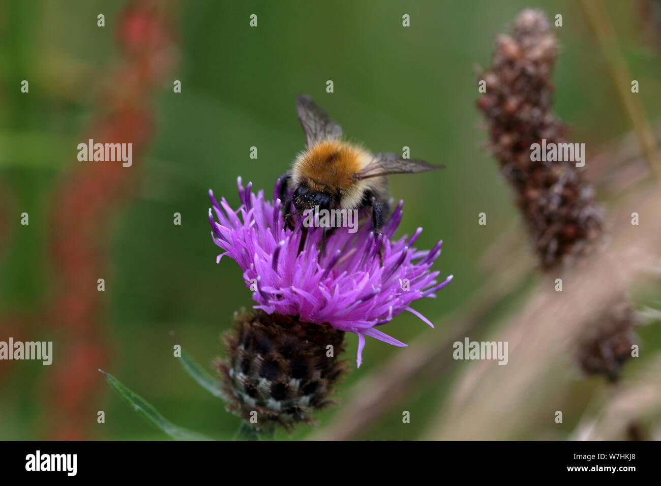 (Bombus pascuorum cardeur commune) abeille sur une fleur de chardon (Cirsium) Banque D'Images