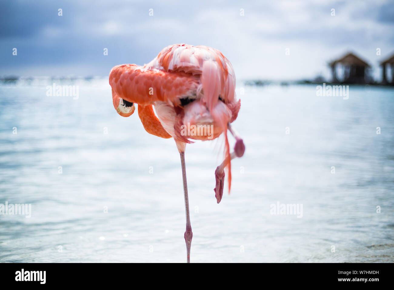 Suis Flamingos auf Flamingo Beach, Aruba niederländische Antillen, Flamingo am Strand Banque D'Images