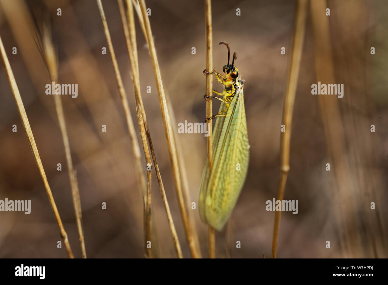 - Myrmeleonidae Antlion insecte dans la famille Myrmeleontidae, connu pour le prédateur féroce habitudes de leurs larves, qui dans de nombreuses espèces creusent des fosses Banque D'Images