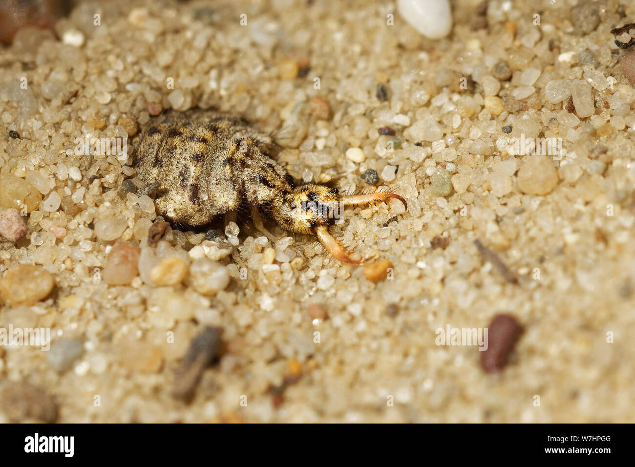 - Myrmeleonidae Antlion insecte dans la famille Myrmeleontidae, connu pour le prédateur féroce habitudes de leurs larves, qui dans de nombreuses espèces creusent des fosses Banque D'Images