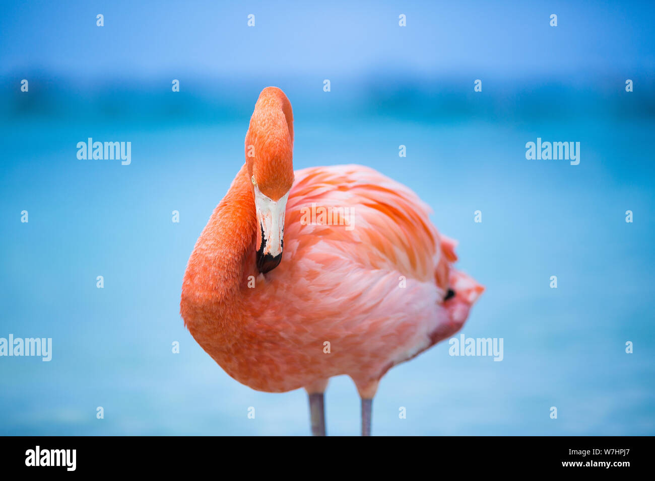 Suis Flamingos auf Flamingo Beach, Aruba niederländische Antillen, Flamingo am Strand Banque D'Images