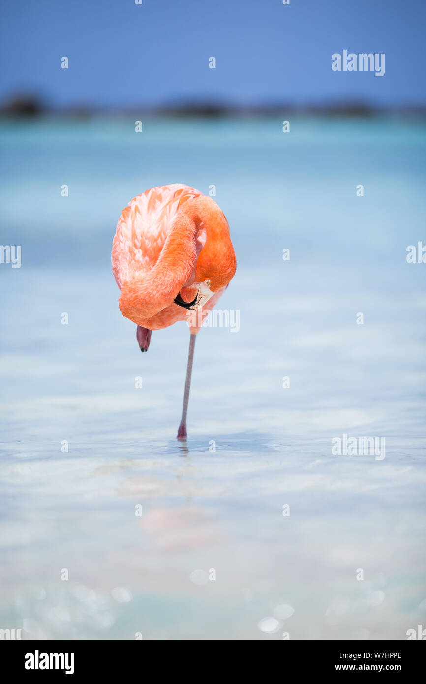 Suis Flamingos auf Flamingo Beach, Aruba niederländische Antillen, Flamingo am Strand Banque D'Images