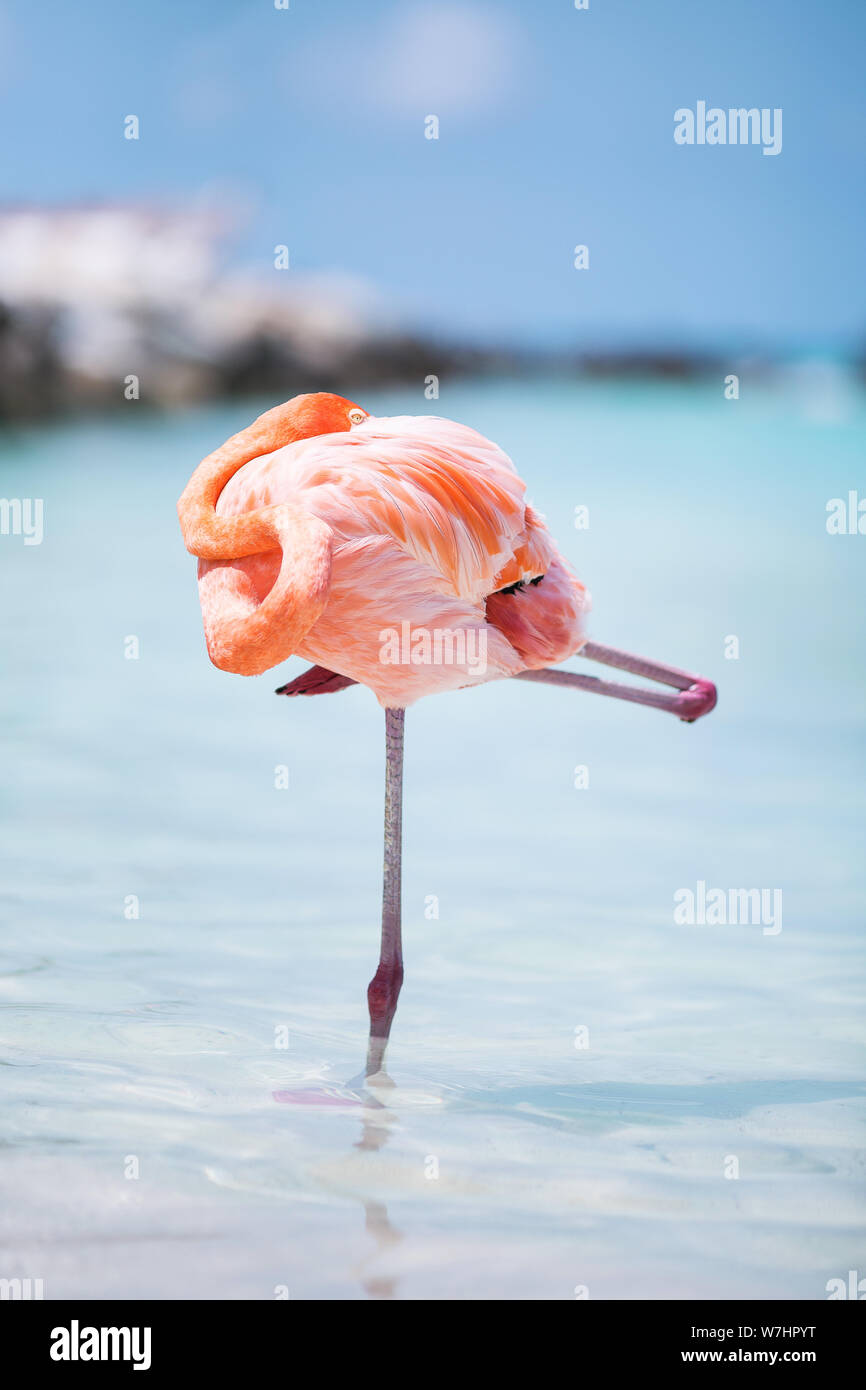 Suis Flamingos auf Flamingo Beach, Aruba niederländische Antillen, Flamingo am Strand Banque D'Images