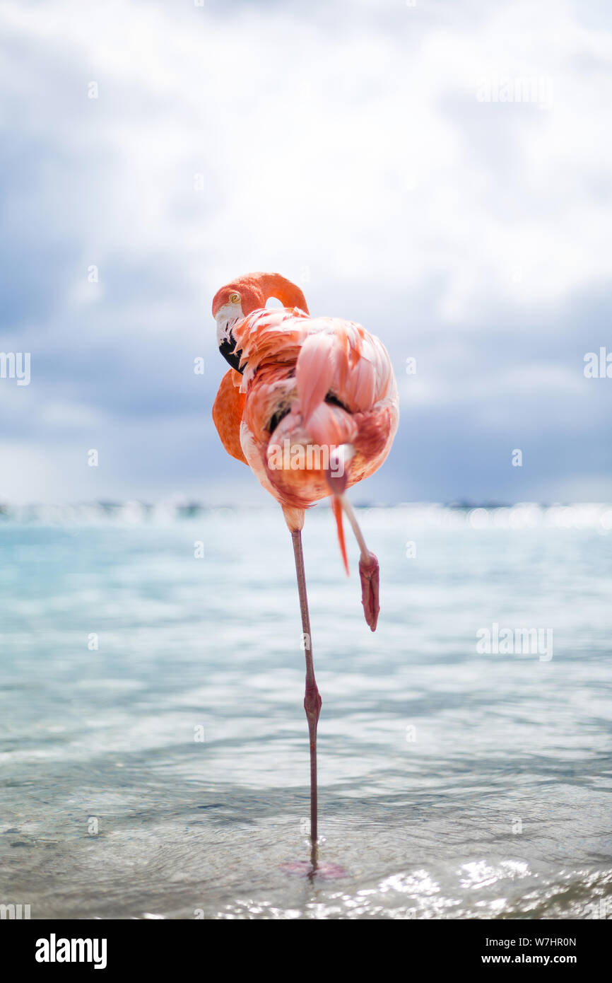 Suis Flamingos auf Flamingo Beach, Aruba niederländische Antillen, Flamingo am Strand Banque D'Images