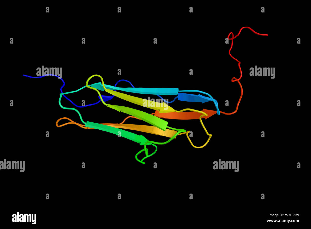 La kinase des chaînes légères de myosine, muscle lisse, une enzyme qui phosphoryle des chaînes légères de la réglementation de la myosine pour faciliter l'interaction de la myosine et l'actine fi Banque D'Images