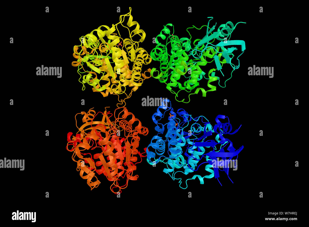 Myotubularin-related protein 1 qui contient la séquence consensus pour le site actif de la protéine tyrosine-phosphatases. Le rendu 3d. Banque D'Images