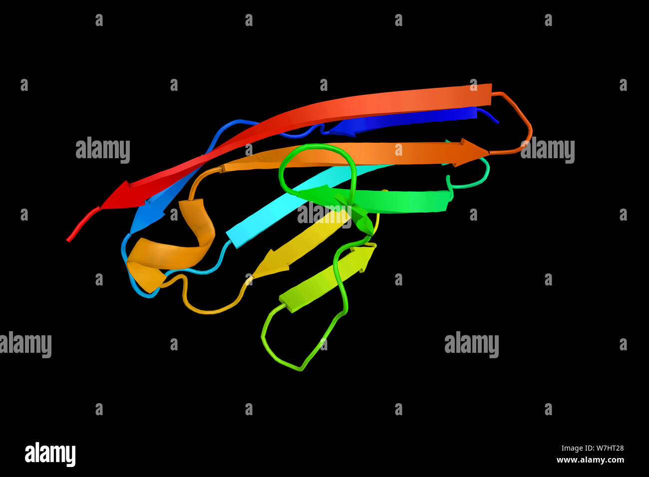 SPEG locus complexe, un marqueur des cellules musculaires lisses vasculaires qui peuvent avoir un rôle dans la régulation de la croissance et la différenciation de ce marquage ce Banque D'Images