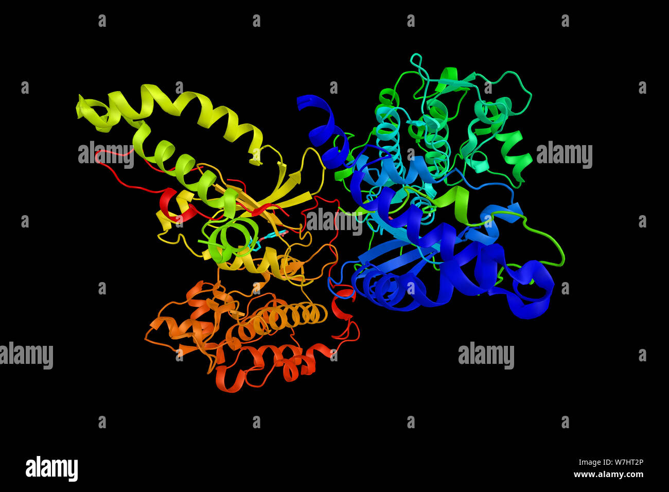 Rho coiled-coil associé contenant des protéines kinase 2, une sérine/thréonine kinase qui régule la cytokinèse, la contraction du muscle lisse, la formation Banque D'Images