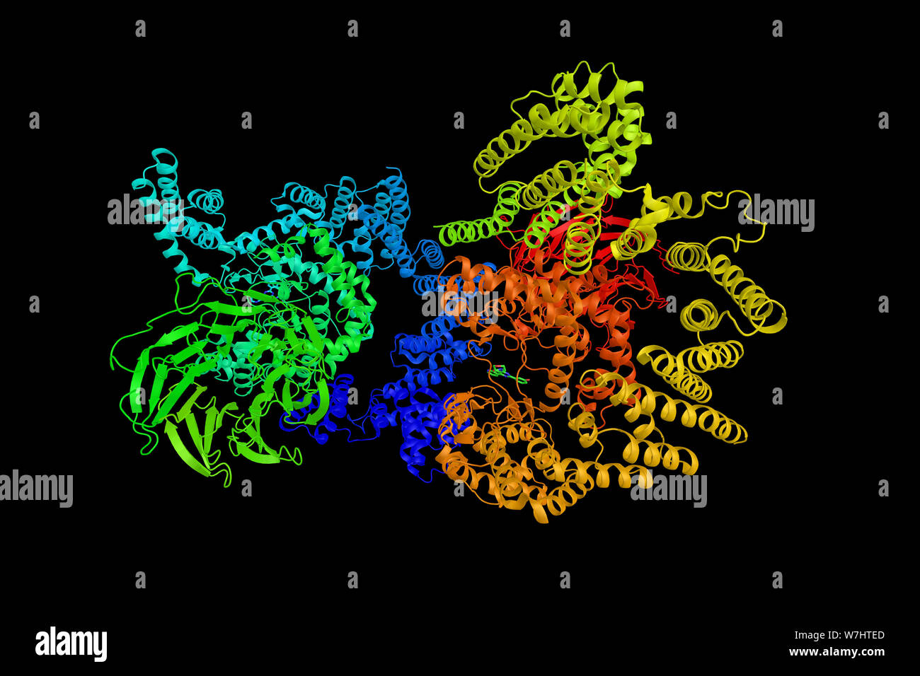 Target of rapamycin mécaniste, une protéine qui régule la croissance cellulaire, la prolifération cellulaire, motilité cellulaire, la survie cellulaire, la synthèse protéique, l'autophagie Banque D'Images