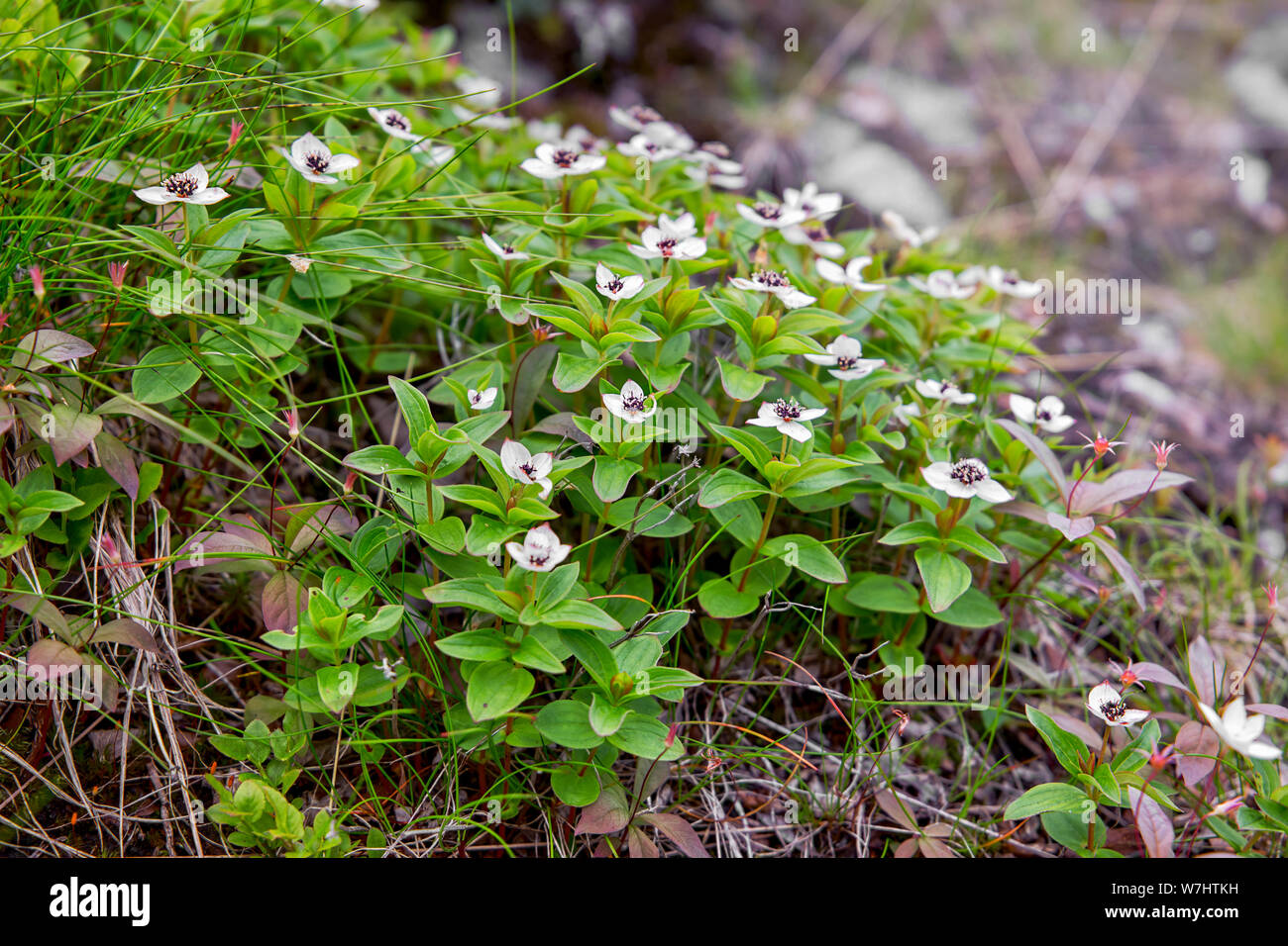 Swedish Derain (lat. Cornus suecica) pousse dans la forêt. La Carélie du Nord. La Russie Banque D'Images