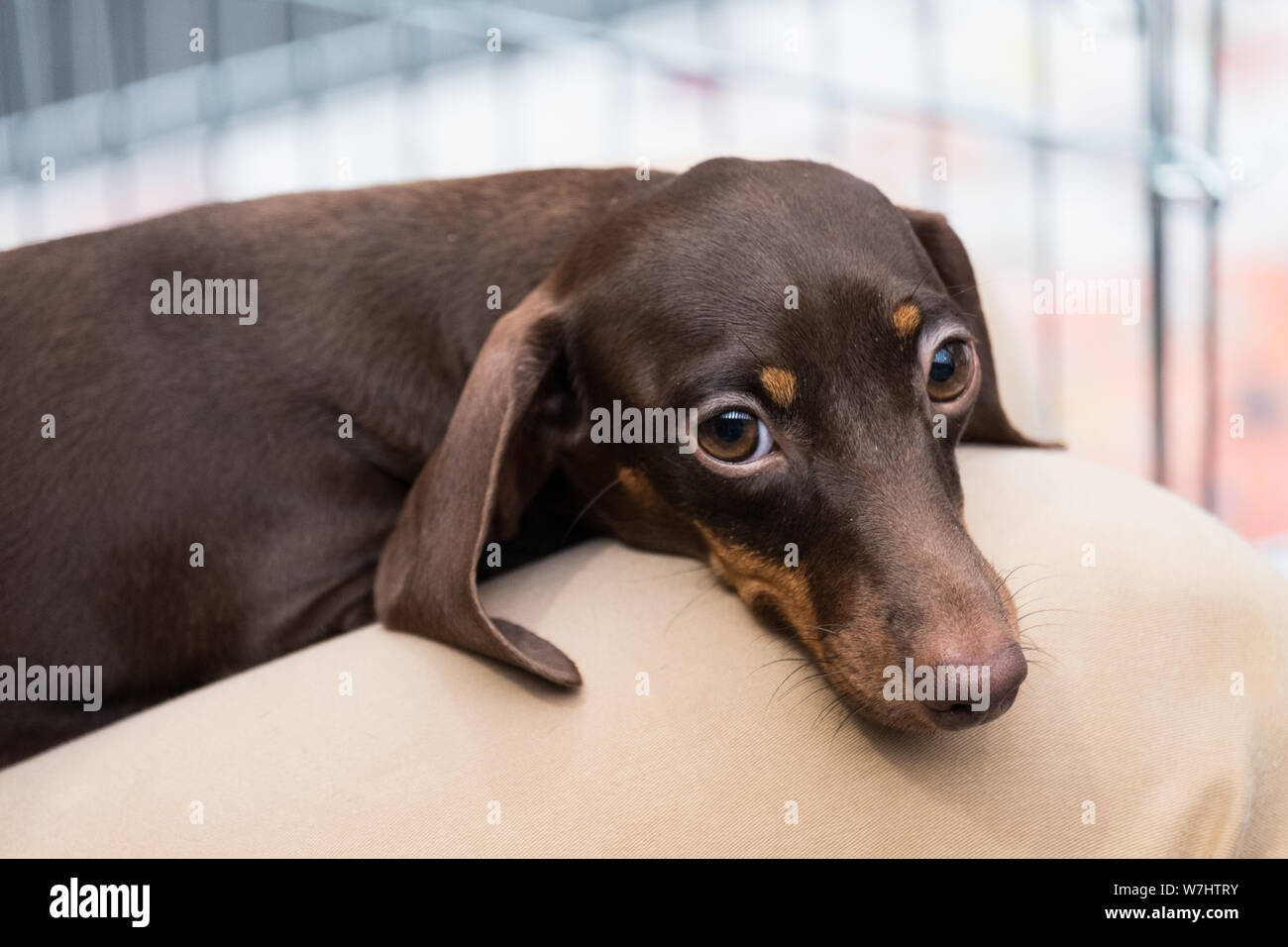 Un chocolat et tan teckel avec sa tête reposant sur sa jambe à la maîtrise et d'un regard langoureux. Banque D'Images