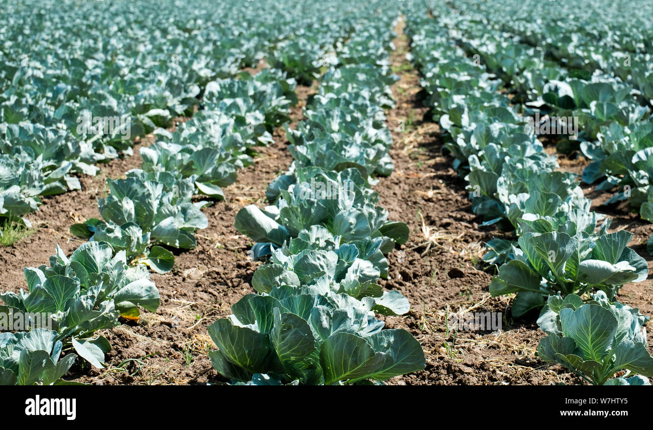 Lits de chou sur le terrain. L'agriculture Banque D'Images