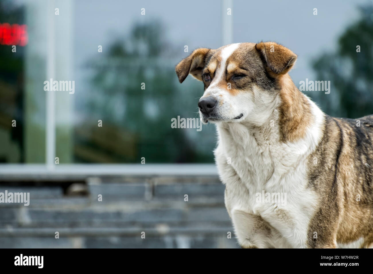 Dog Winking Banque du0027image et photos - Alamy