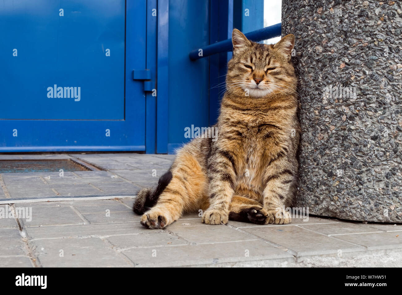 Fat Cat béat regarder vers le bas à tout le monde. Cat ate et se trouve un peu fermé les yeux Banque D'Images