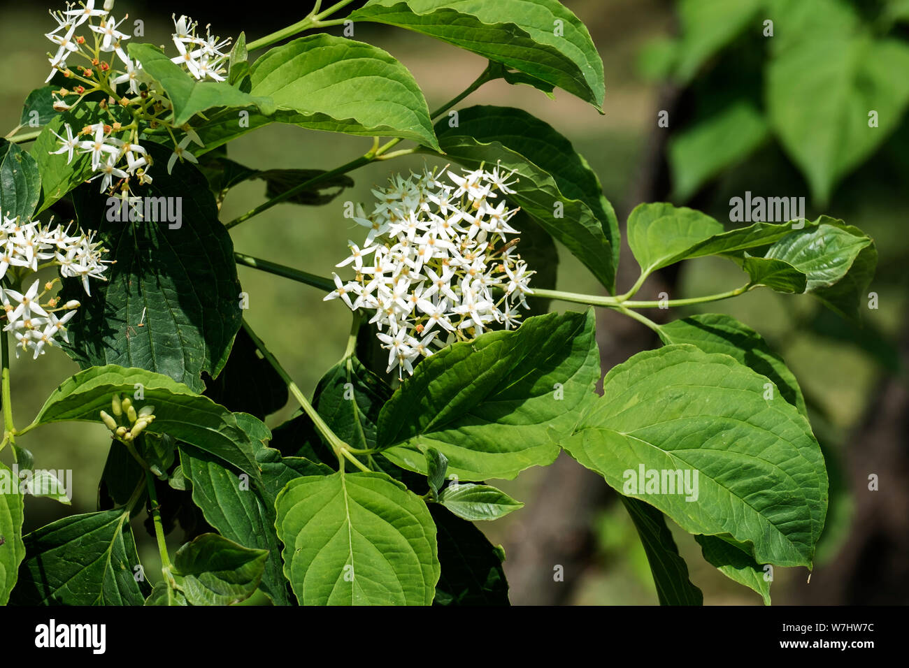 La floraison du cornouiller (Cornus alba blanc) Banque D'Images