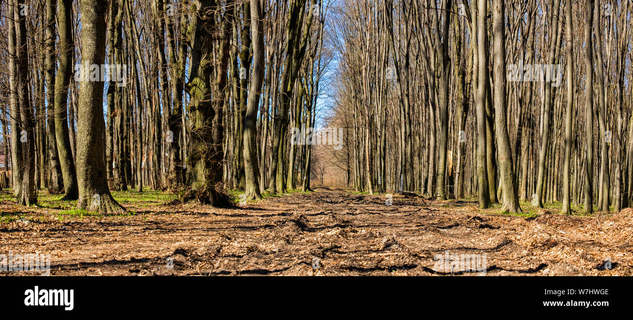 Dans la forêt au début du printemps. Jeunes graminées apparaît sur le terrain Banque D'Images