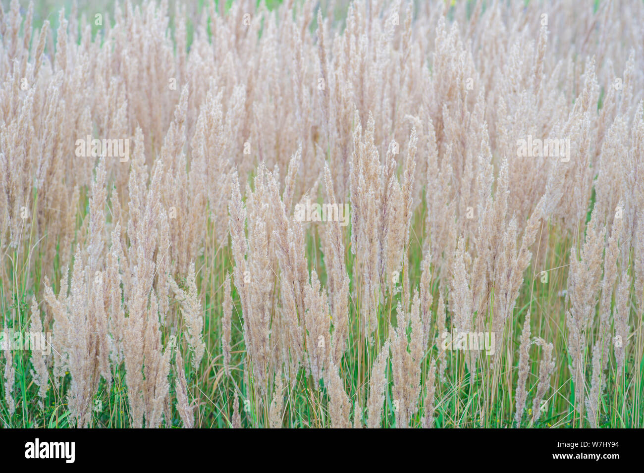 La texture de couleur pastel et luxuriante épais panicules contre l'herbe verte de la pelouse. La texture, l'arrière-plan Banque D'Images