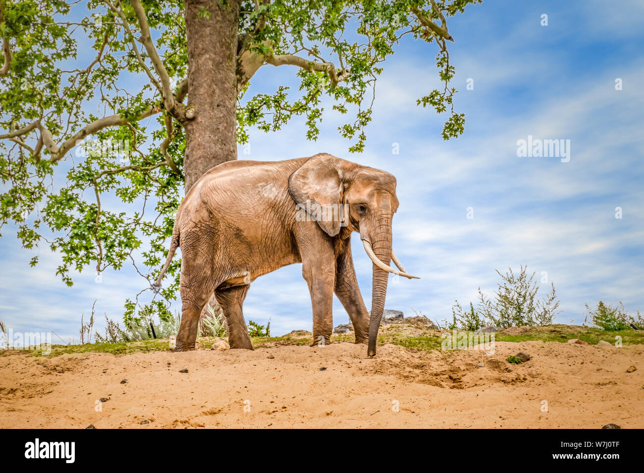 Vue de côté de l'éléphant africain. Banque D'Images